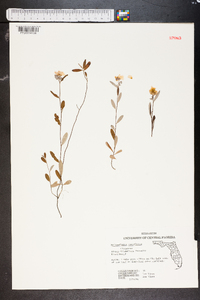 Helianthemum corymbosum image