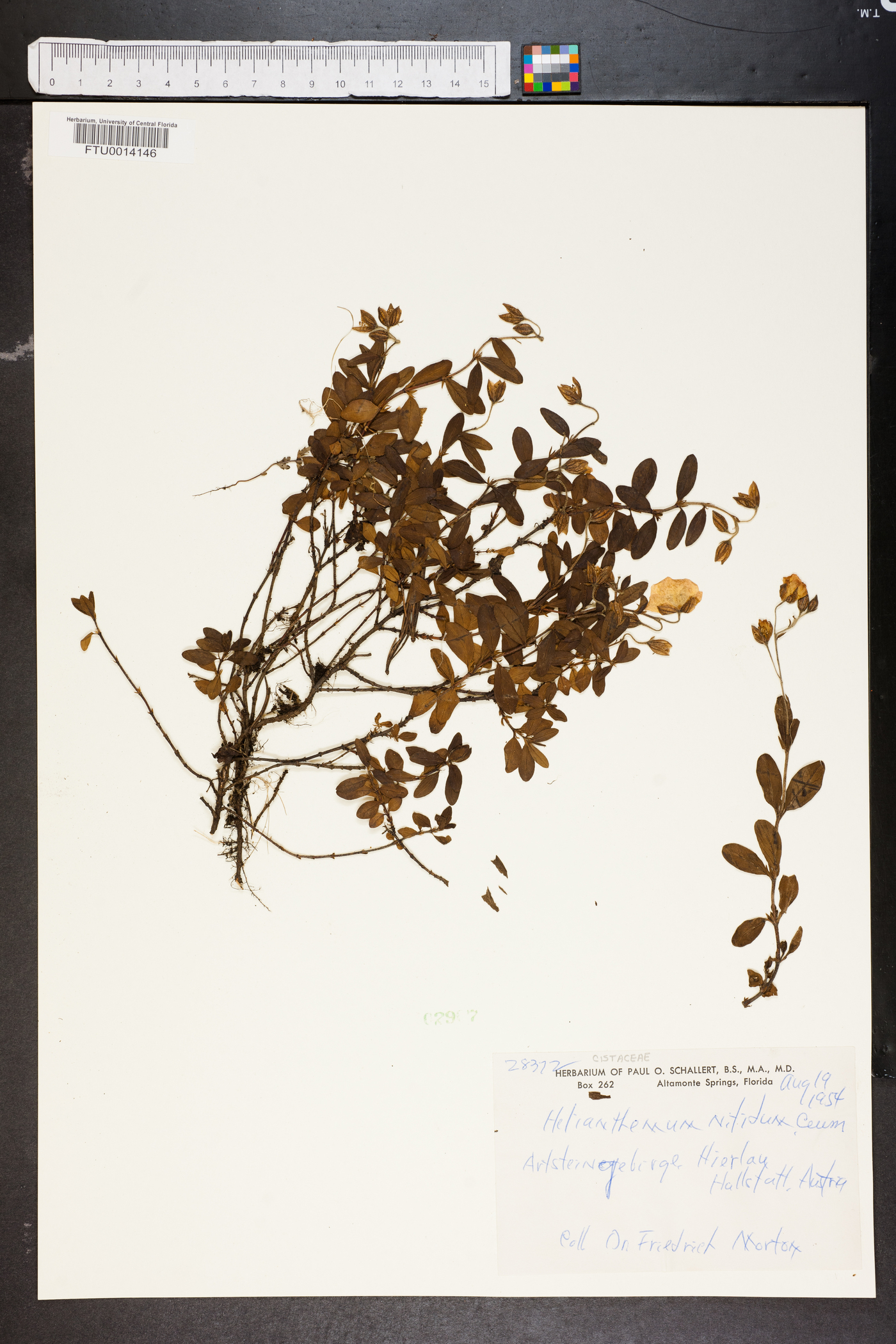 Helianthemum nummularium subsp. glabrum image