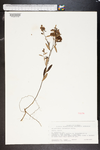 Helianthemum corymbosum image