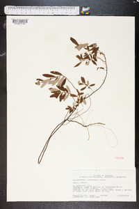 Helianthemum corymbosum image