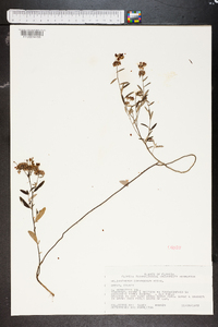 Helianthemum corymbosum image