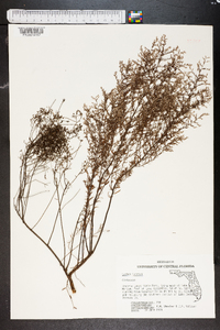 Helianthemum corymbosum image