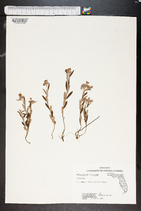 Helianthemum corymbosum image