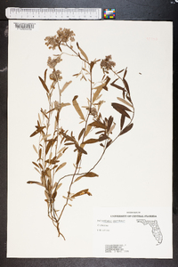 Helianthemum corymbosum image