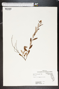 Helianthemum corymbosum image