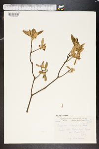 Daphne laureola image