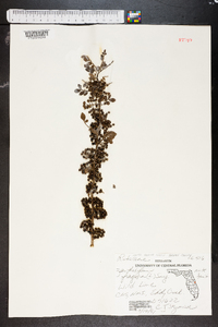 Zanthoxylum fagara image