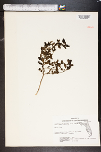 Zanthoxylum fagara image