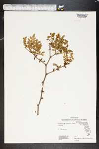 Zanthoxylum fagara image