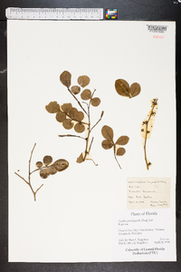 Zanthoxylum fagara image