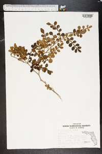 Zanthoxylum fagara image