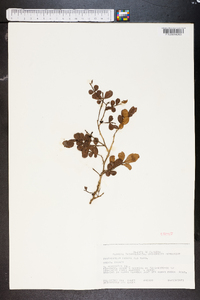 Zanthoxylum fagara image