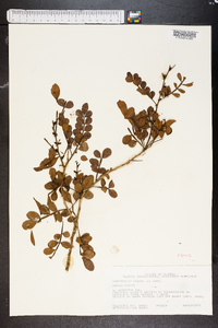 Zanthoxylum fagara image