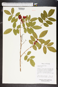 Schinus terebinthifolius image