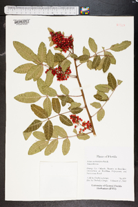 Schinus terebinthifolius image