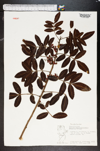 Schinus terebinthifolius image