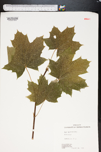 Acer platanoides image