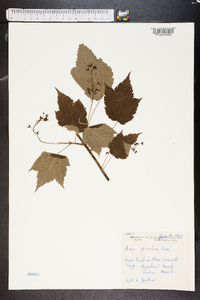 Acer spicatum image