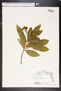 Exothea paniculata image