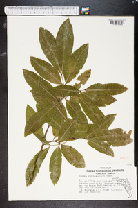 Exothea paniculata image