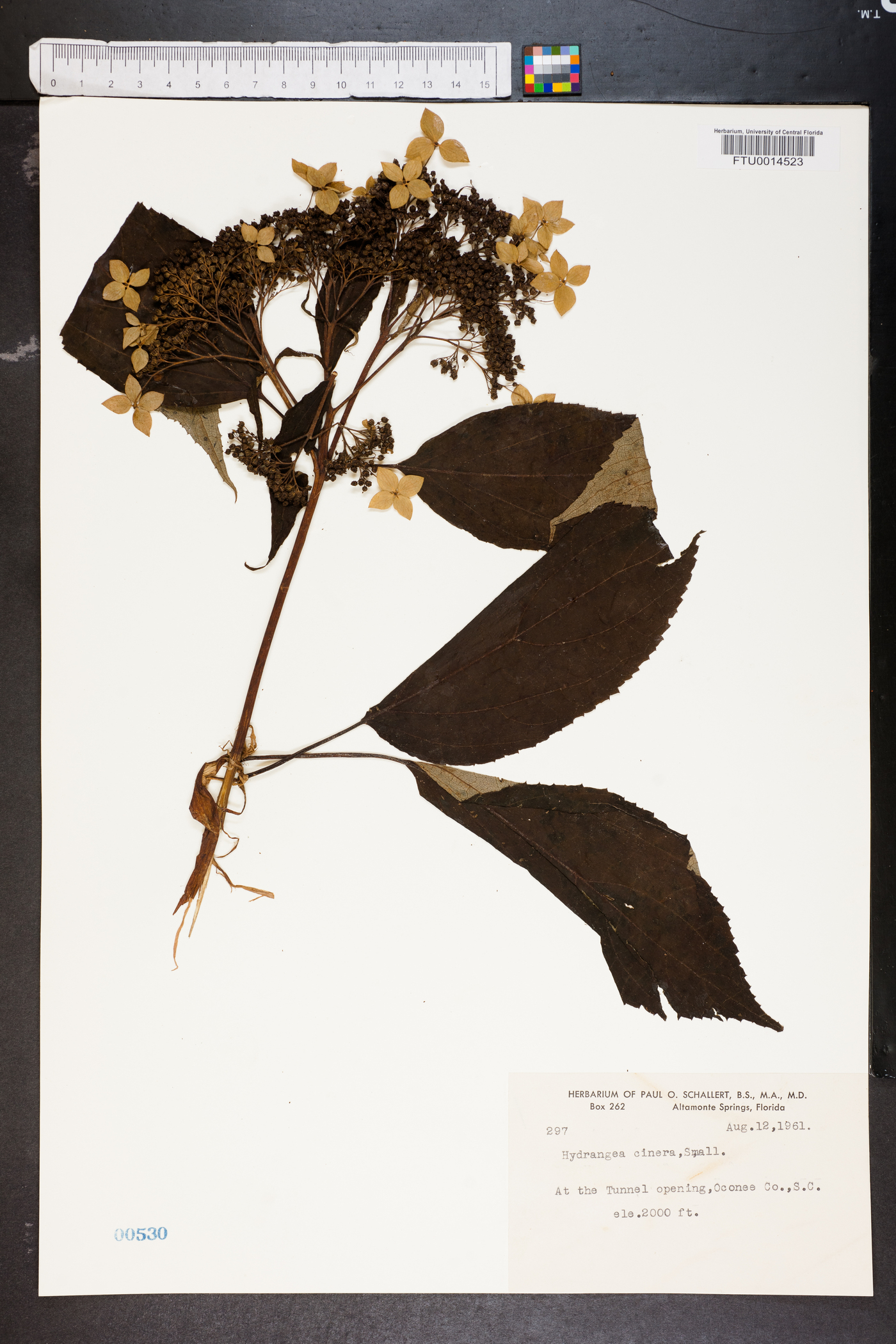 Hydrangea cinerea image