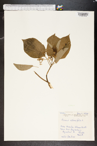 Cornus alternifolia image