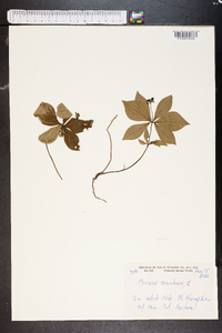 Cornus canadensis image