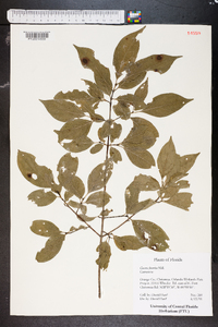 Cornus foemina image