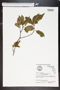 Cornus foemina image