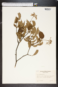 Cornus racemosa image