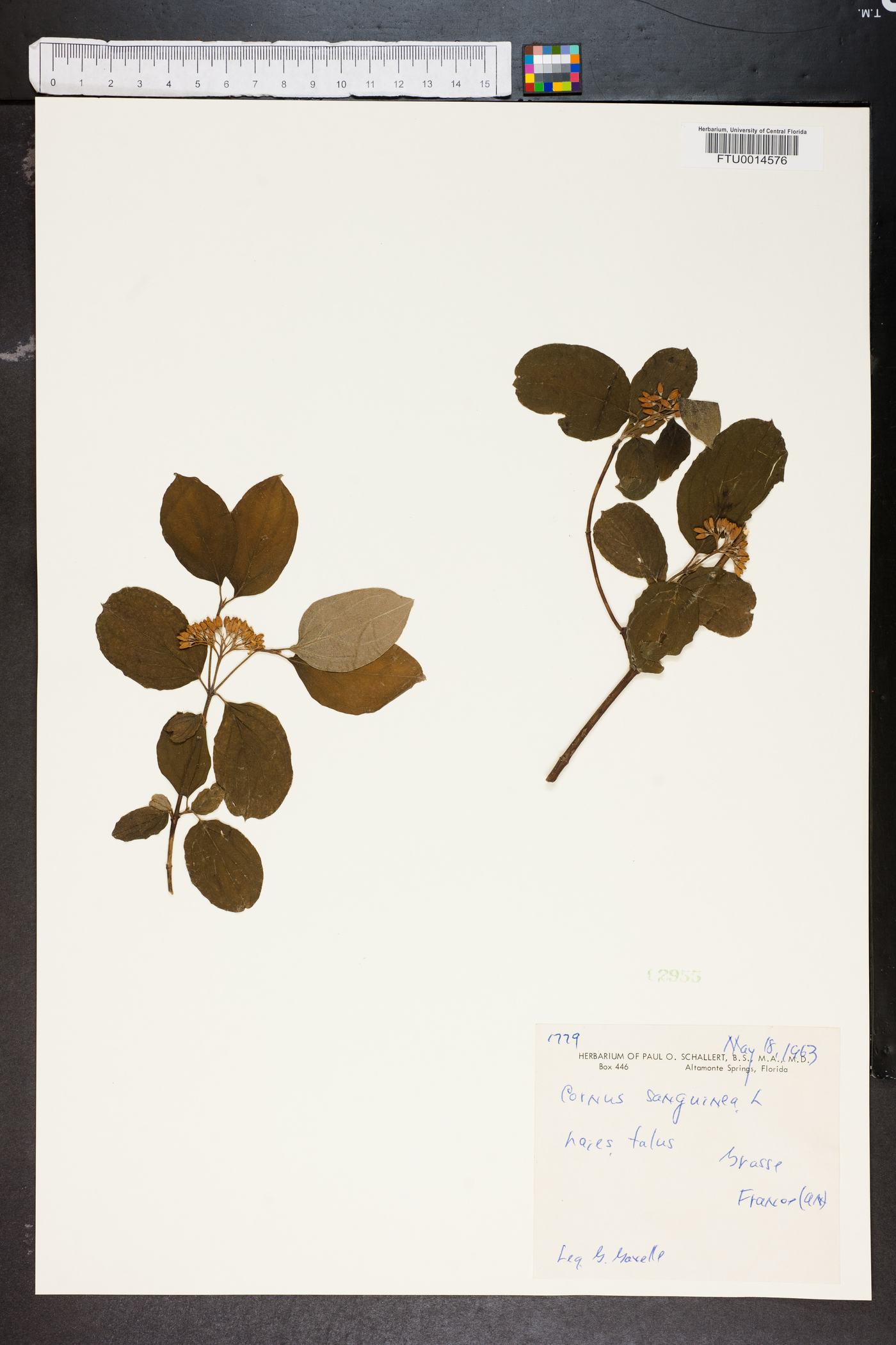 Cornus sanguinea image