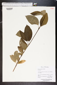 Cornus sericea subsp. sericea image