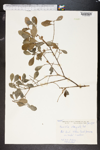 Sideroxylon americanum image