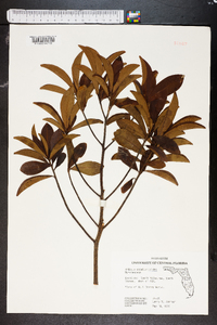 Ardisia escallonioides image