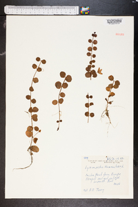 Lysimachia nummularia image