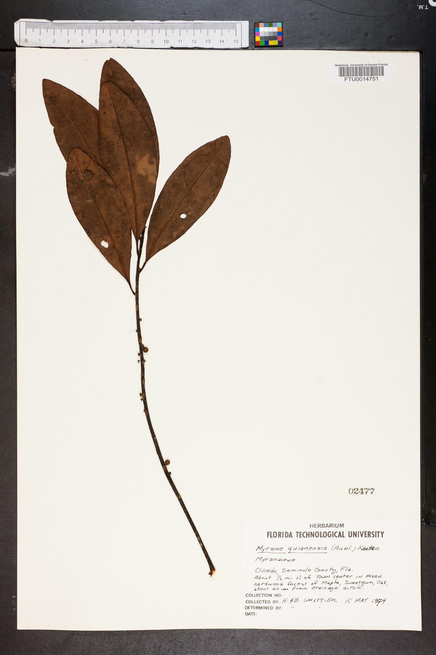 Myrsine guianensis image