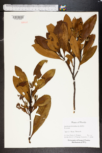 Gordonia lasianthus image