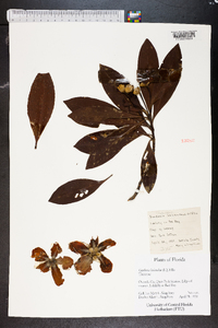 Gordonia lasianthus image