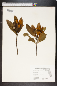 Gordonia lasianthus image