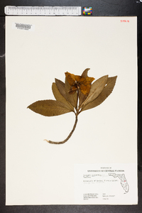 Gordonia lasianthus image