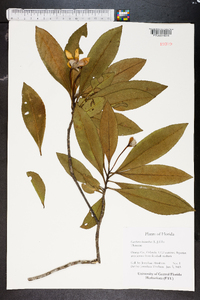 Gordonia lasianthus image