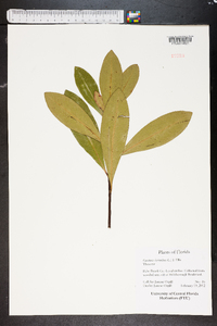 Gordonia lasianthus image