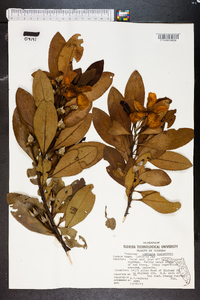 Gordonia lasianthus image