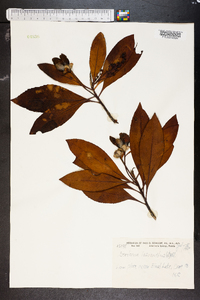 Gordonia lasianthus image