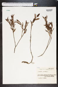 Andromeda polifolia image