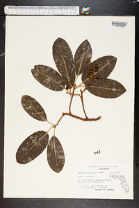 Arbutus menziesii image