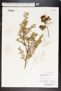 Arctostaphylos uva-ursi image