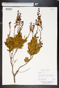 Bejaria racemosa image