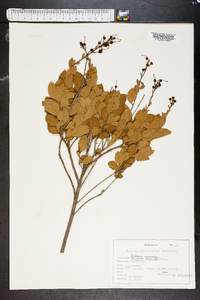 Bejaria racemosa image