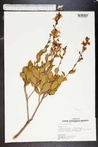 Bejaria racemosa image